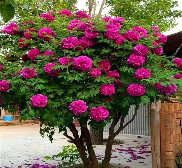 10種「硬氣花」,能在北方造花園,開花多凍不死,一棵能養幾十年