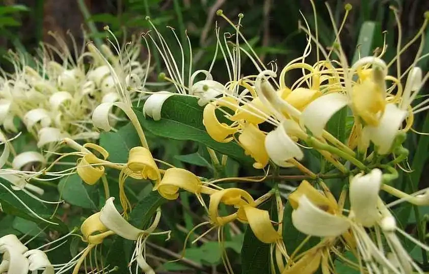 10種「硬氣花」,能在北方造花園,開花多凍不死,一棵能養幾十年
