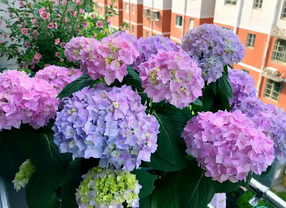 10種「硬氣花」,能在北方造花園,開花多凍不死,一棵能養幾十年
