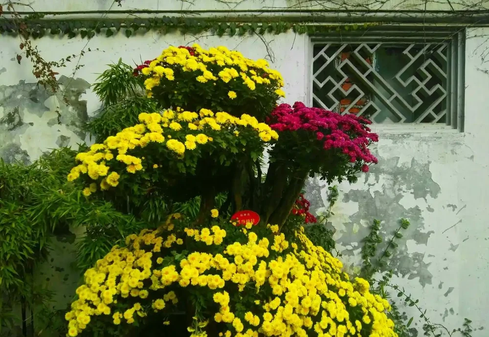 10種「硬氣花」,能在北方造花園,開花多凍不死,一棵能養幾十年