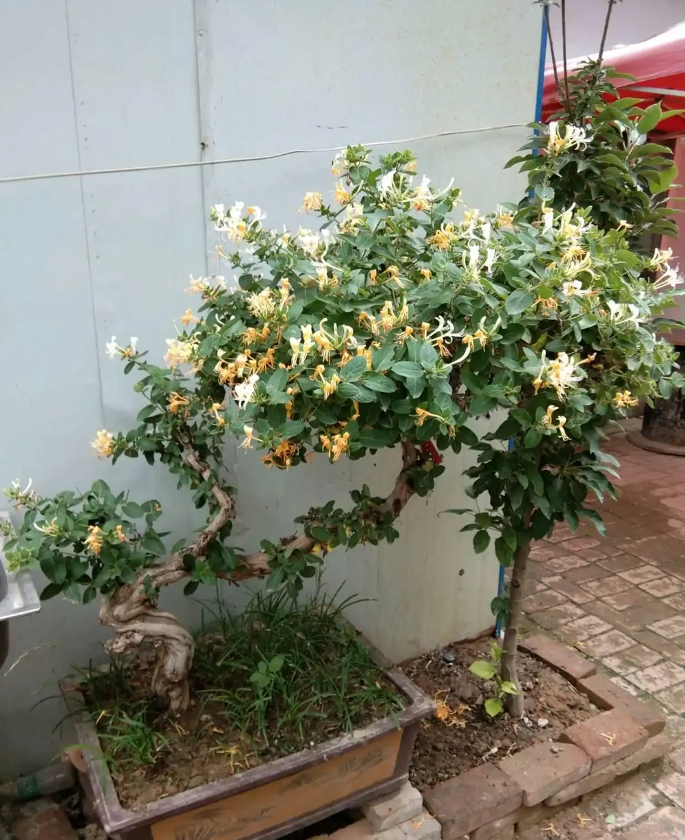 10種「硬氣花」,能在北方造花園,開花多凍不死,一棵能養幾十年