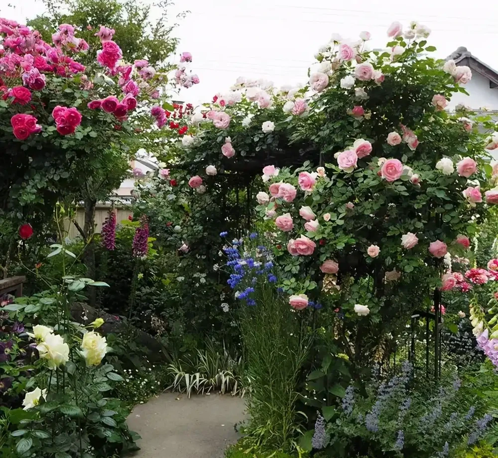 10種「硬氣花」,能在北方造花園,開花多凍不死,一棵能養幾十年