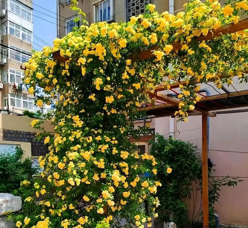 10種「硬氣花」,能在北方造花園,開花多凍不死,一棵能養幾十年
