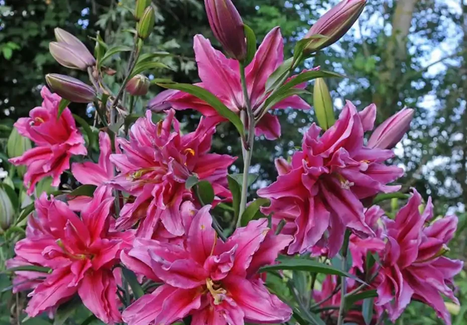 10種「硬氣花」,能在北方造花園,開花多凍不死,一棵能養幾十年