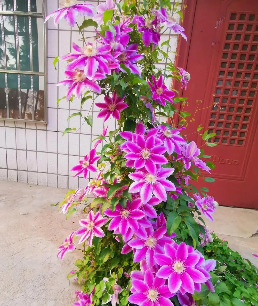 10種「硬氣花」,能在北方造花園,開花多凍不死,一棵能養幾十年