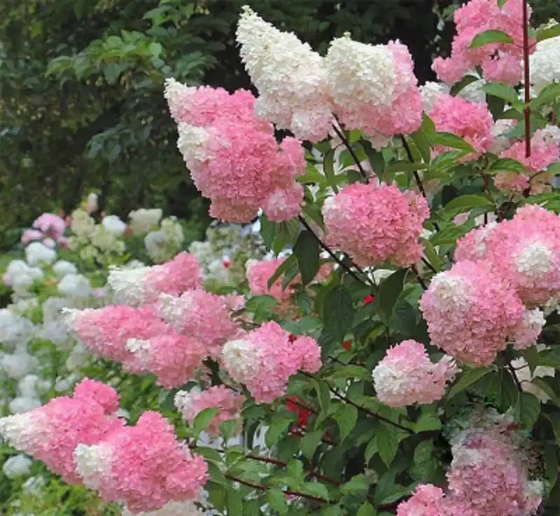 10種「硬氣花」,能在北方造花園,開花多凍不死,一棵能養幾十年
