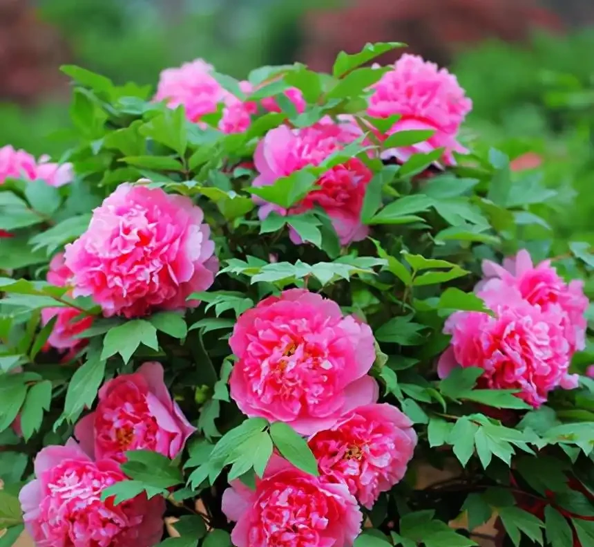10種「硬氣花」,能在北方造花園,開花多凍不死,一棵能養幾十年