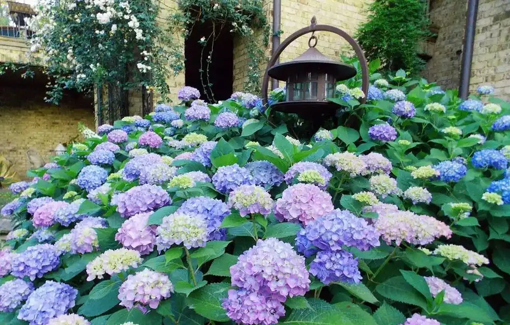 10種「硬氣花」,能在北方造花園,開花多凍不死,一棵能養幾十年