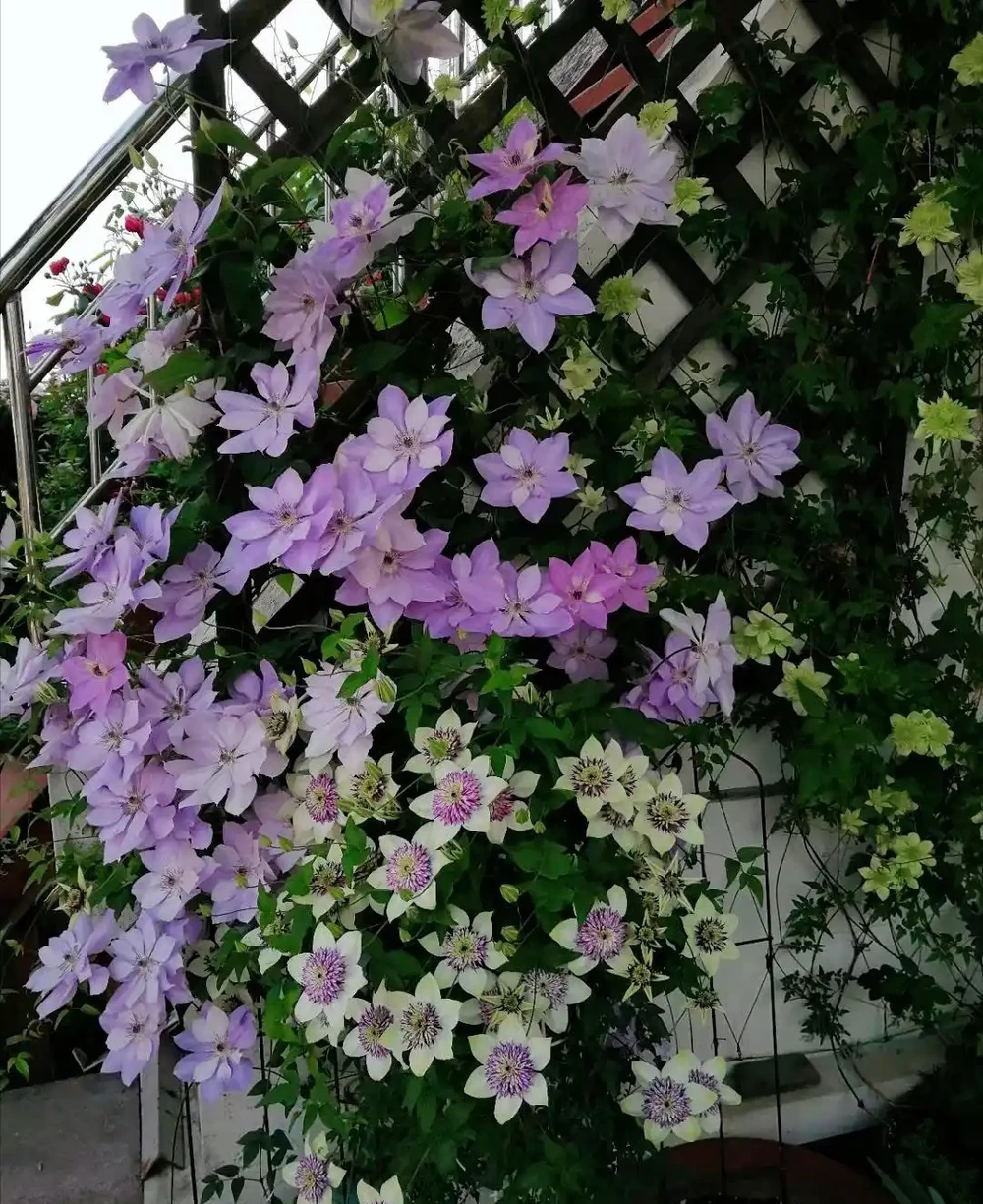 10種「硬氣花」,能在北方造花園,開花多凍不死,一棵能養幾十年