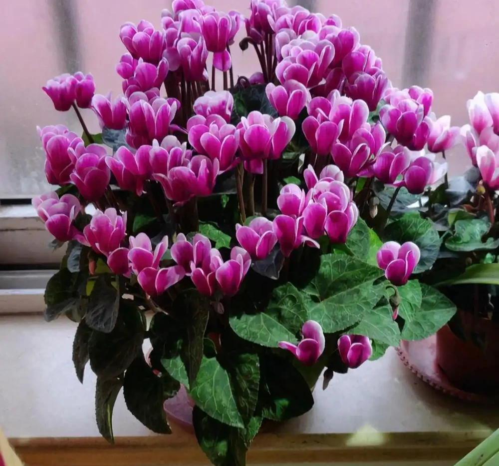 10種「硬氣花」,能在北方造花園,開花多凍不死,一棵能養幾十年