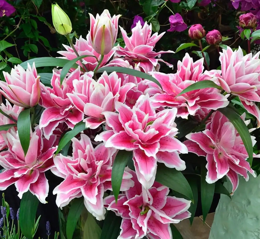 10種「硬氣花」,能在北方造花園,開花多凍不死,一棵能養幾十年
