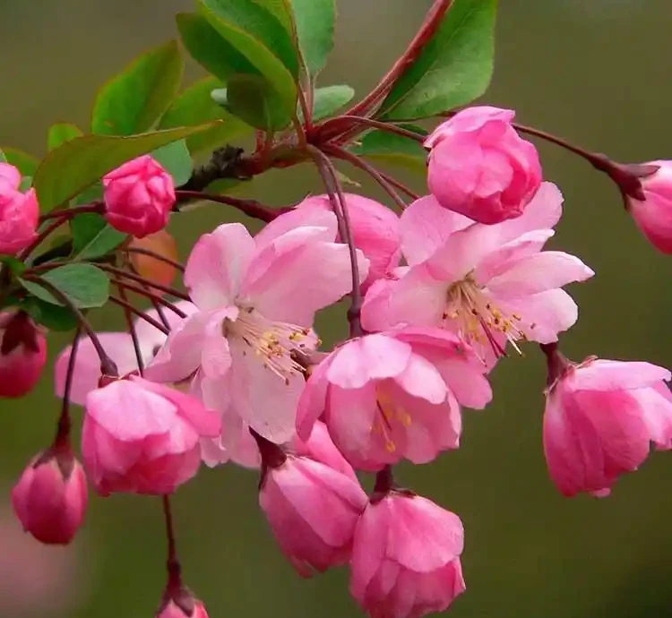 10種「硬氣花」,能在北方造花園,開花多凍不死,一棵能養幾十年