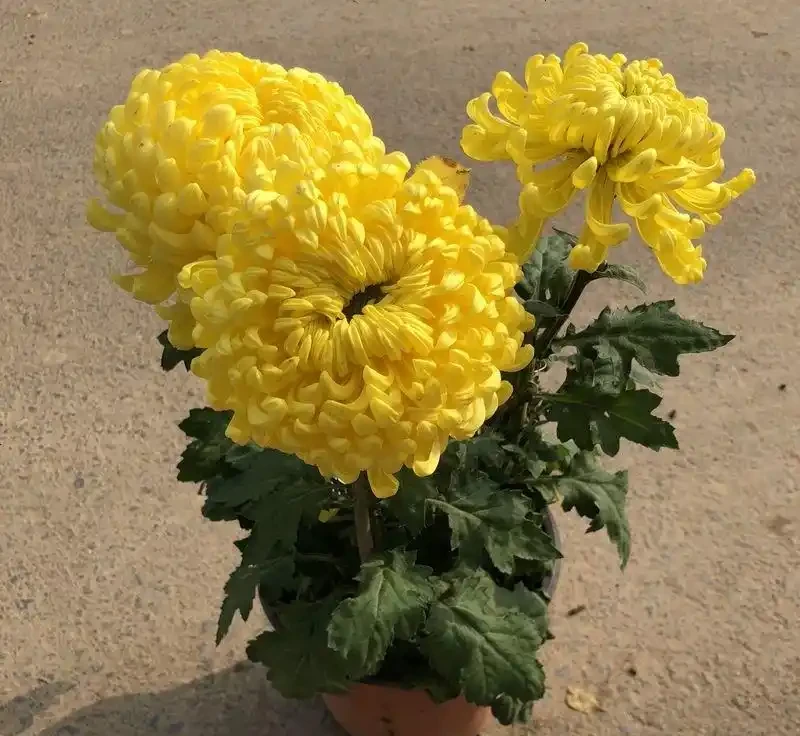 10種「硬氣花」,能在北方造花園,開花多凍不死,一棵能養幾十年