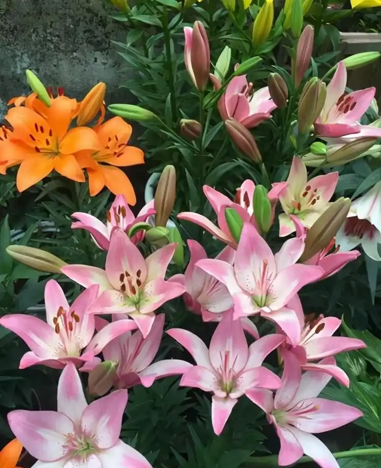 10種「硬氣花」,能在北方造花園,開花多凍不死,一棵能養幾十年