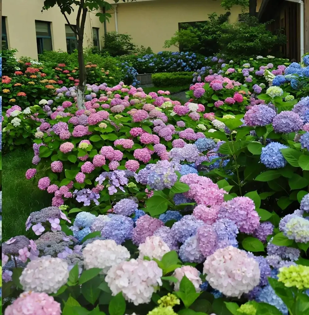 10種「硬氣花」,能在北方造花園,開花多凍不死,一棵能養幾十年