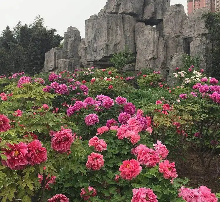10種「硬氣花」,能在北方造花園,開花多凍不死,一棵能養幾十年