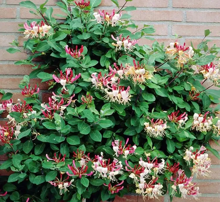 10種「硬氣花」,能在北方造花園,開花多凍不死,一棵能養幾十年