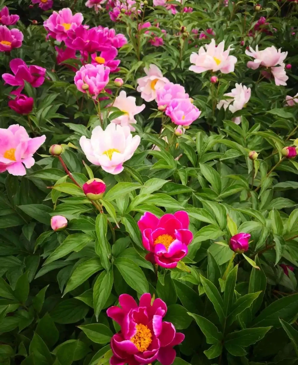 10種「硬氣花」,能在北方造花園,開花多凍不死,一棵能養幾十年