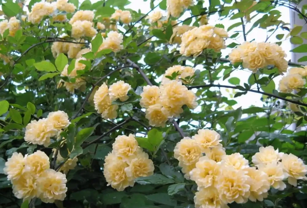 10種「硬氣花」,能在北方造花園,開花多凍不死,一棵能養幾十年