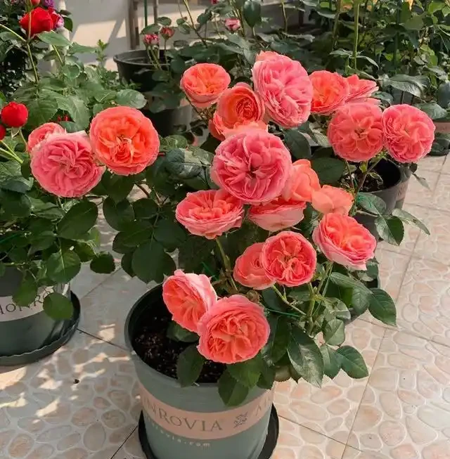 10種「硬氣花」,能在北方造花園,開花多凍不死,一棵能養幾十年