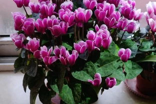 10種「硬氣花」，能在北方造花園，開花多凍不死，一棵能養幾十年