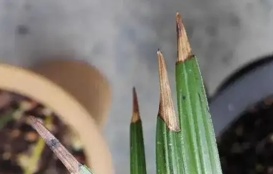 蘭花葉尾為什麼焦尖發黑,怎麼處理呢?