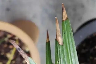 蘭花葉尾為什麼焦尖發黑，怎麼處理呢？