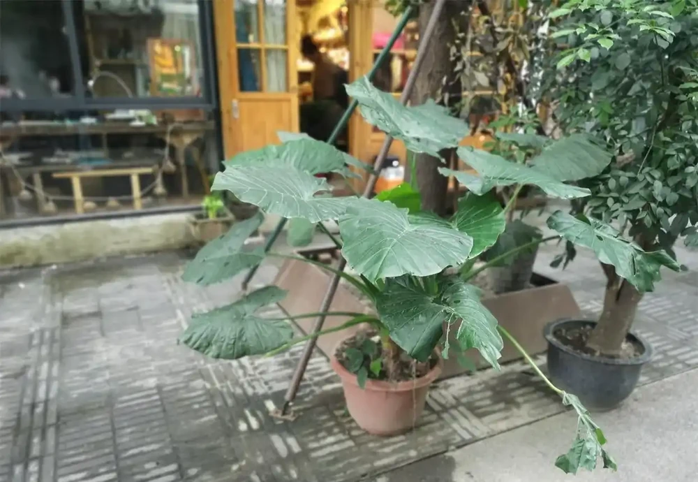 大野芋和海芋區別,能吃嗎