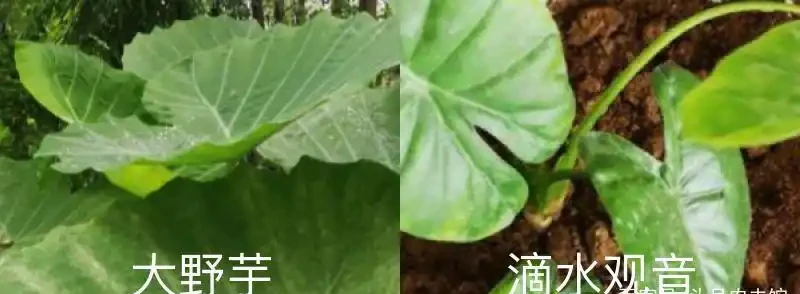 大野芋和海芋區別,能吃嗎