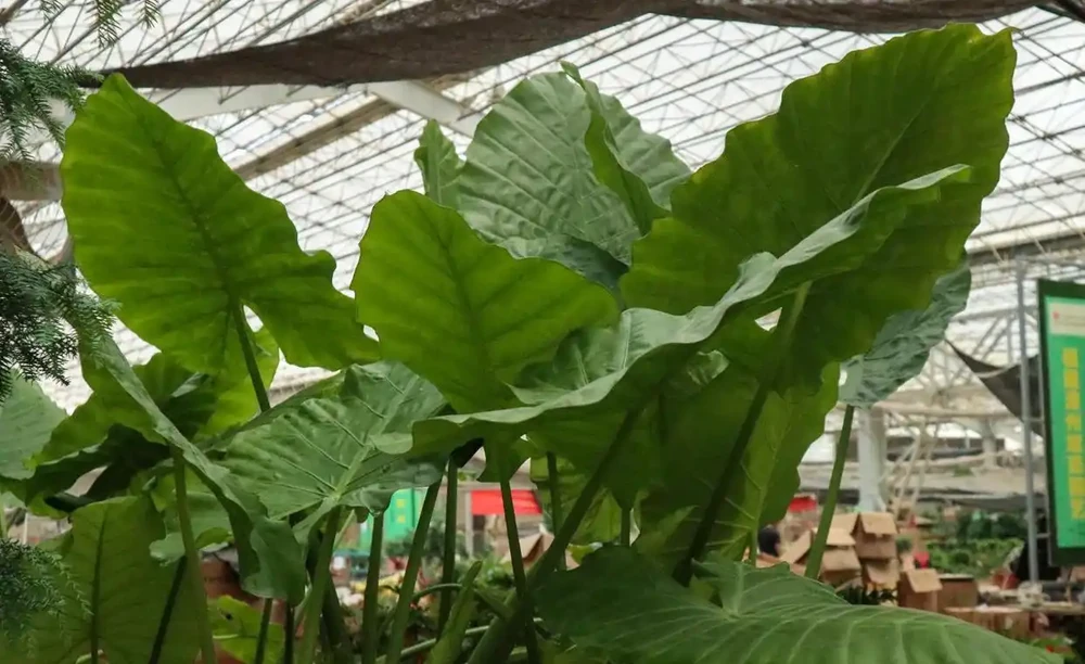 大野芋和海芋區別,能吃嗎
