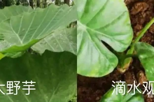 大野芋和海芋區別，能吃嗎