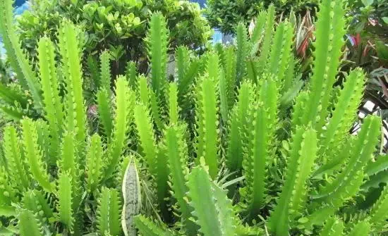 仙人掌喜歡什麼肥料