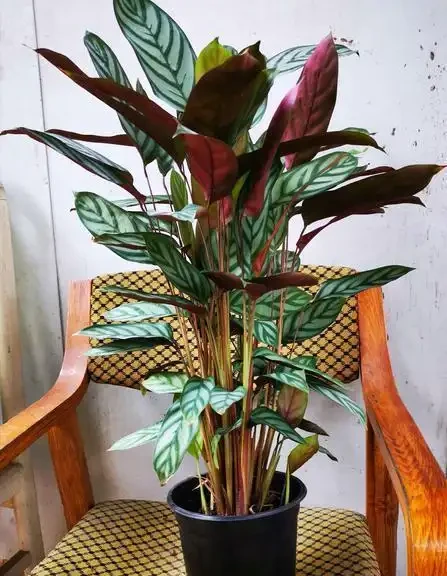 室內盆栽50種綠植