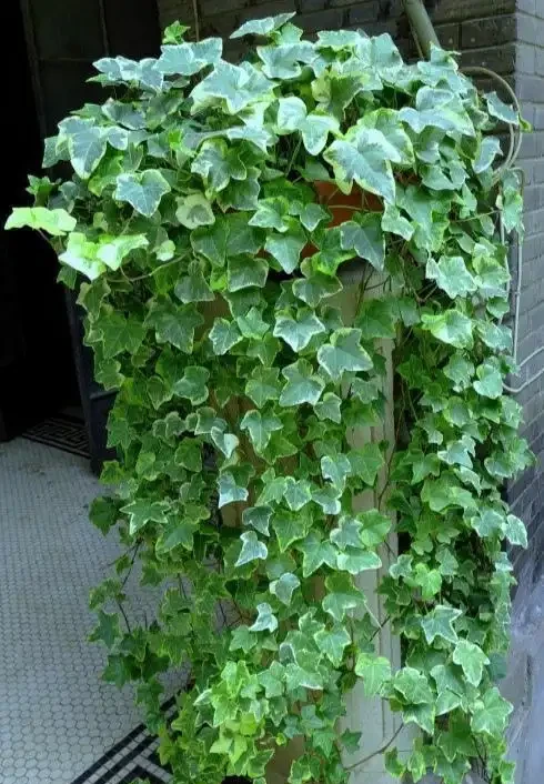 室內盆栽50種綠植