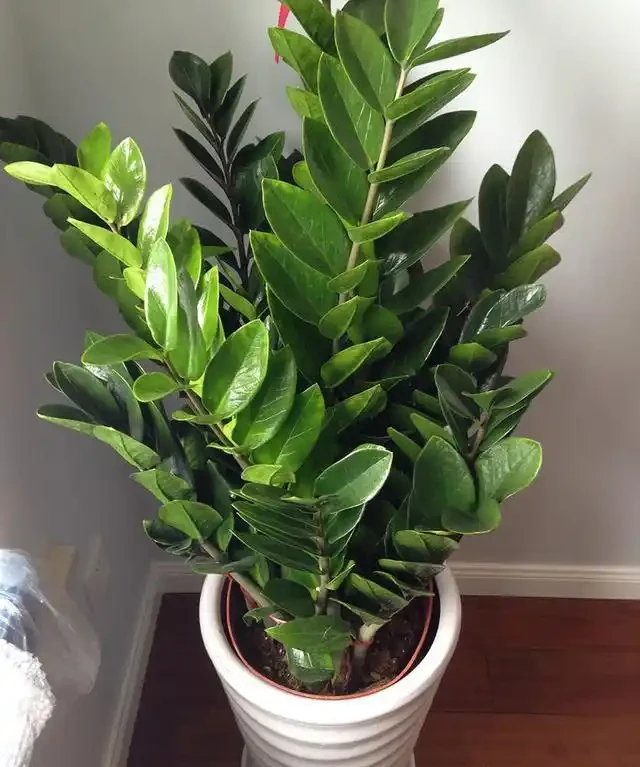 室內盆栽50種綠植