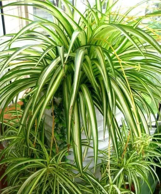 室內盆栽50種綠植