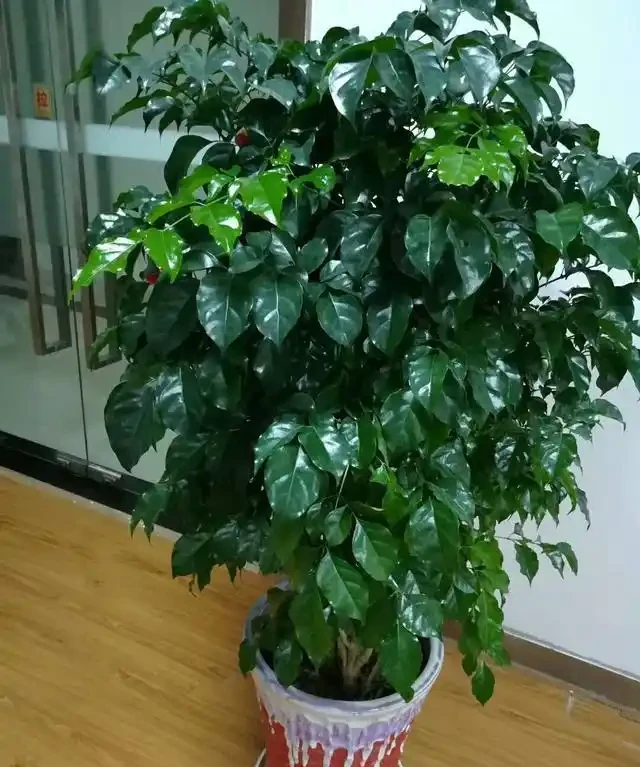 室內盆栽50種綠植