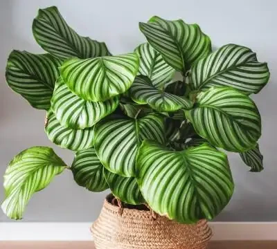 室內盆栽50種綠植