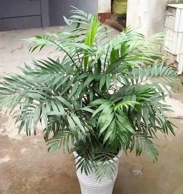 室內盆栽50種綠植