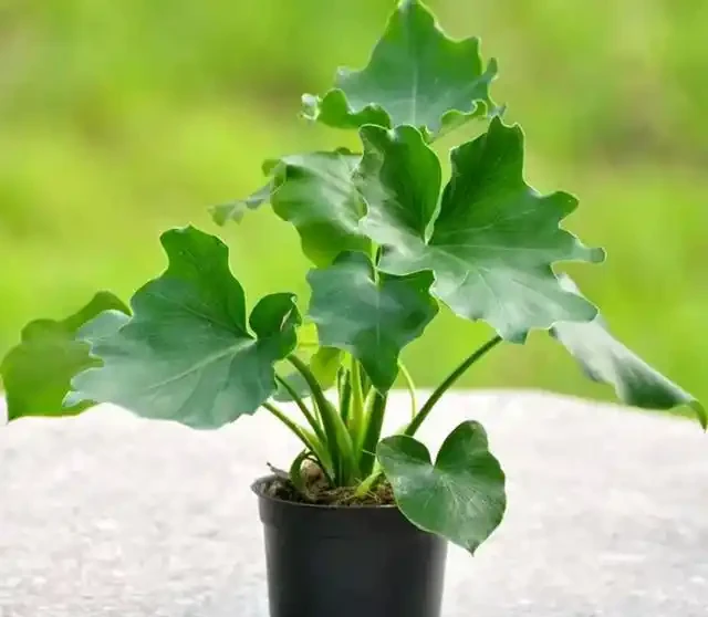室內盆栽50種綠植
