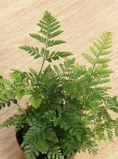 室內盆栽50種綠植