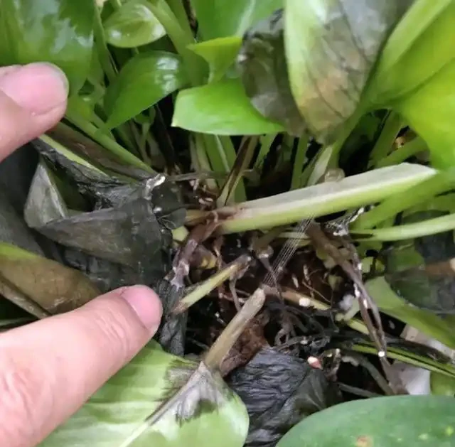 室內盆栽50種綠植