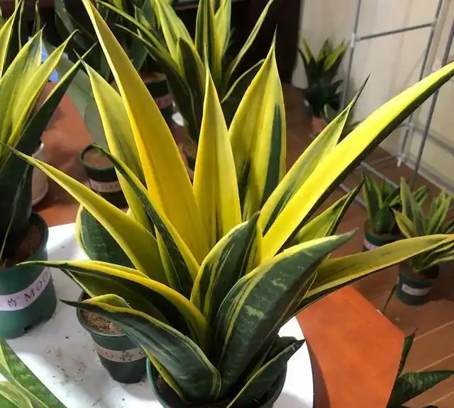 室內盆栽50種綠植