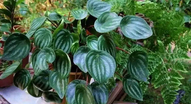室內盆栽50種綠植