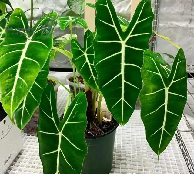 室內盆栽50種綠植