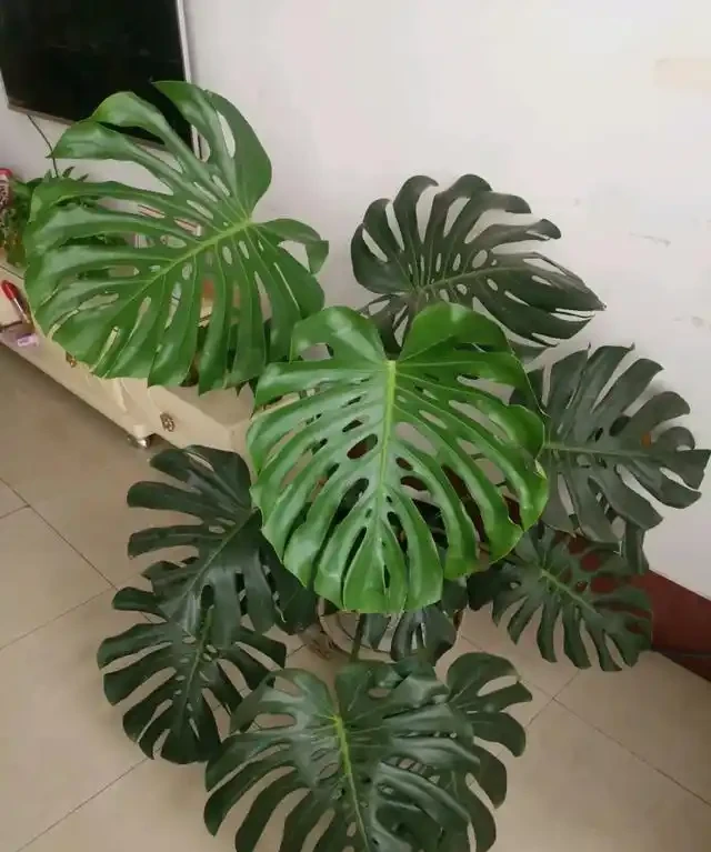 室內盆栽50種綠植