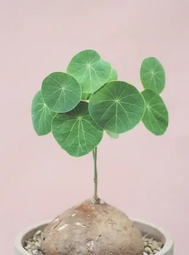 室內盆栽50種綠植