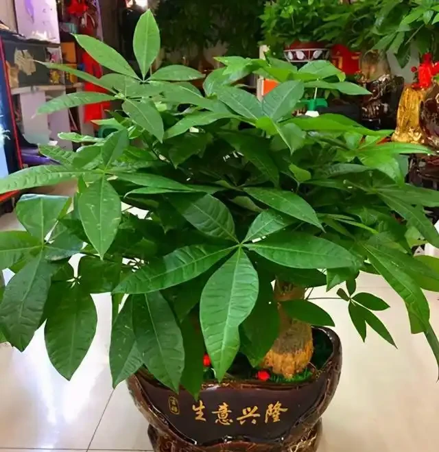 室內盆栽50種綠植