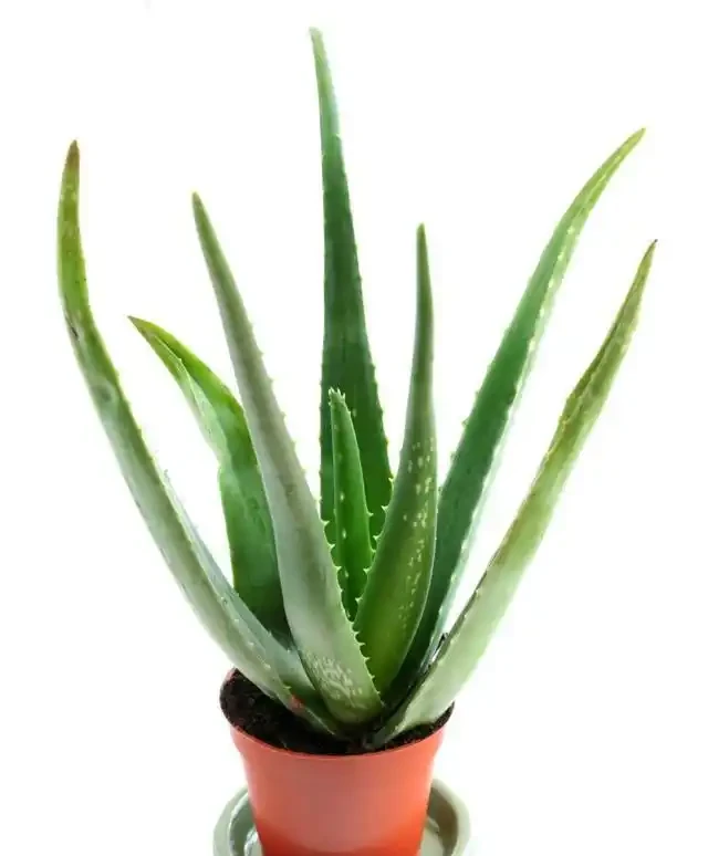 室內盆栽50種綠植