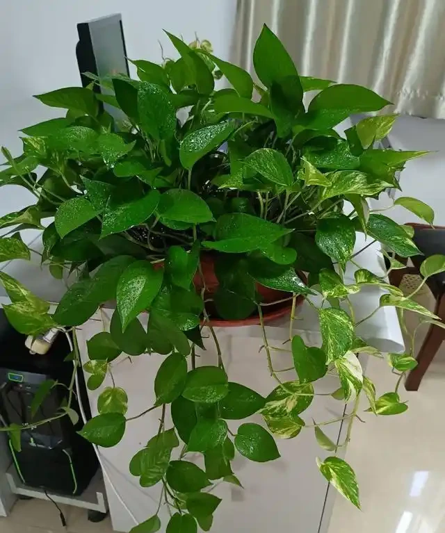 室內盆栽50種綠植